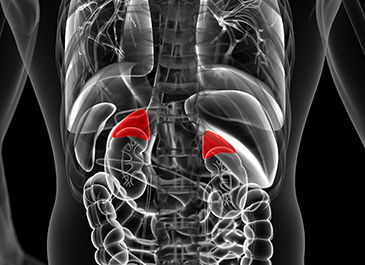 adrenal glands