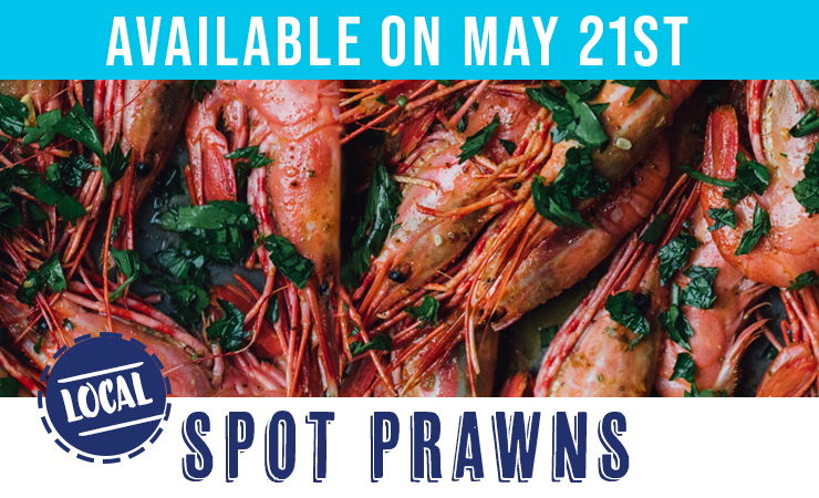 Spot Prawns Season