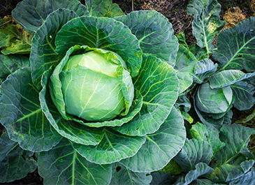 The Dish on Cabbage