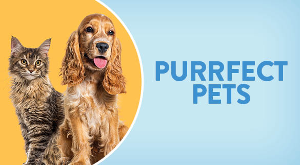 &ldquo;pet